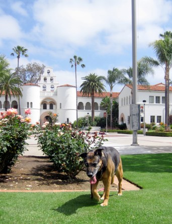 SDSU campus, Fiona, dog