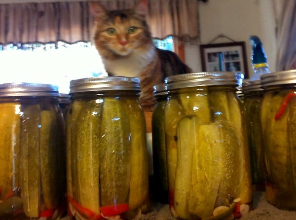 PicklesElviraAug2013